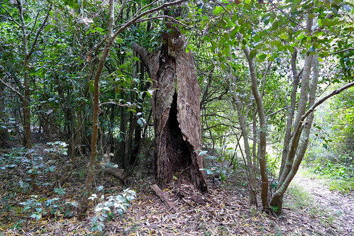 australia nsw mollymook mollymookrainforest