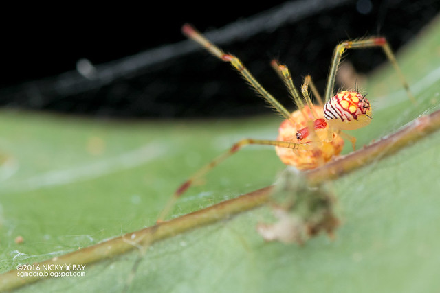 Comb-footed spider (Chrysso sp.) - DSC_8222