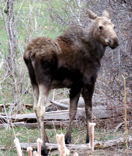 rural colorado wildlife somerset moose westelkmountains