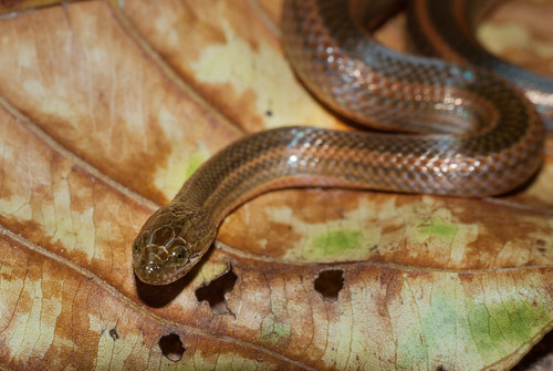 thailand snake wildlife watersnake d80 benmarshall sakaeratbiospherereserve