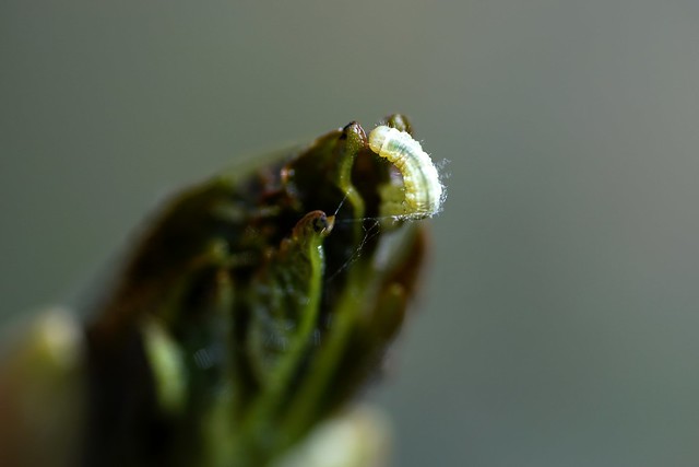 Larvae on a young leaf