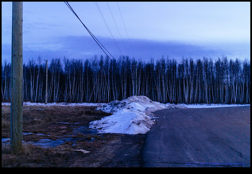 road trees snow canada newbrunswick riverview electricitypole 2016