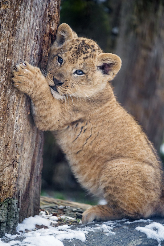 Clinging on the log