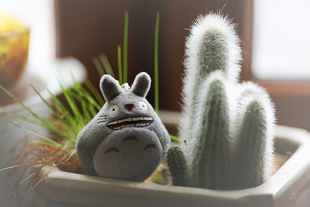 Day #44: totoro is bathed in light
