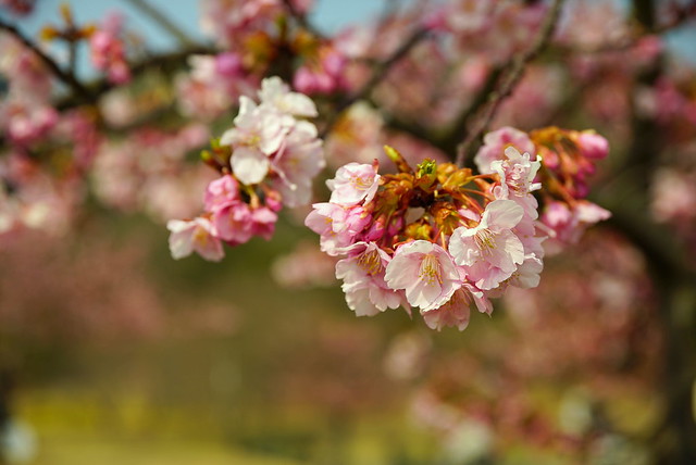 明石海峡公園の河津桜 / Sakura