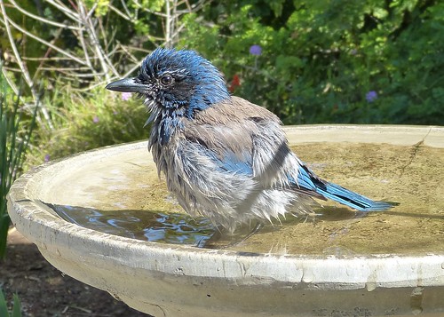 Scrub Jay bathing
