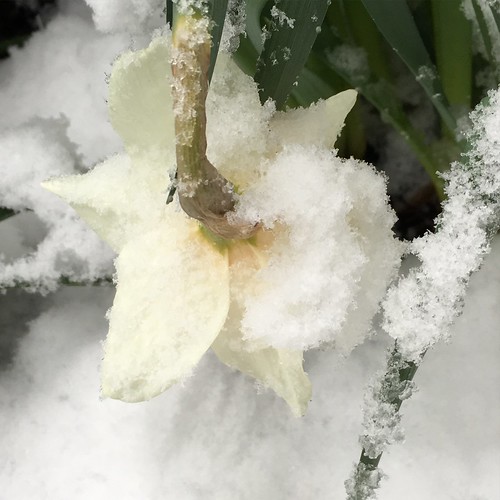 Some years it's hard to be a daffodil. #flowers #snow #100happydays