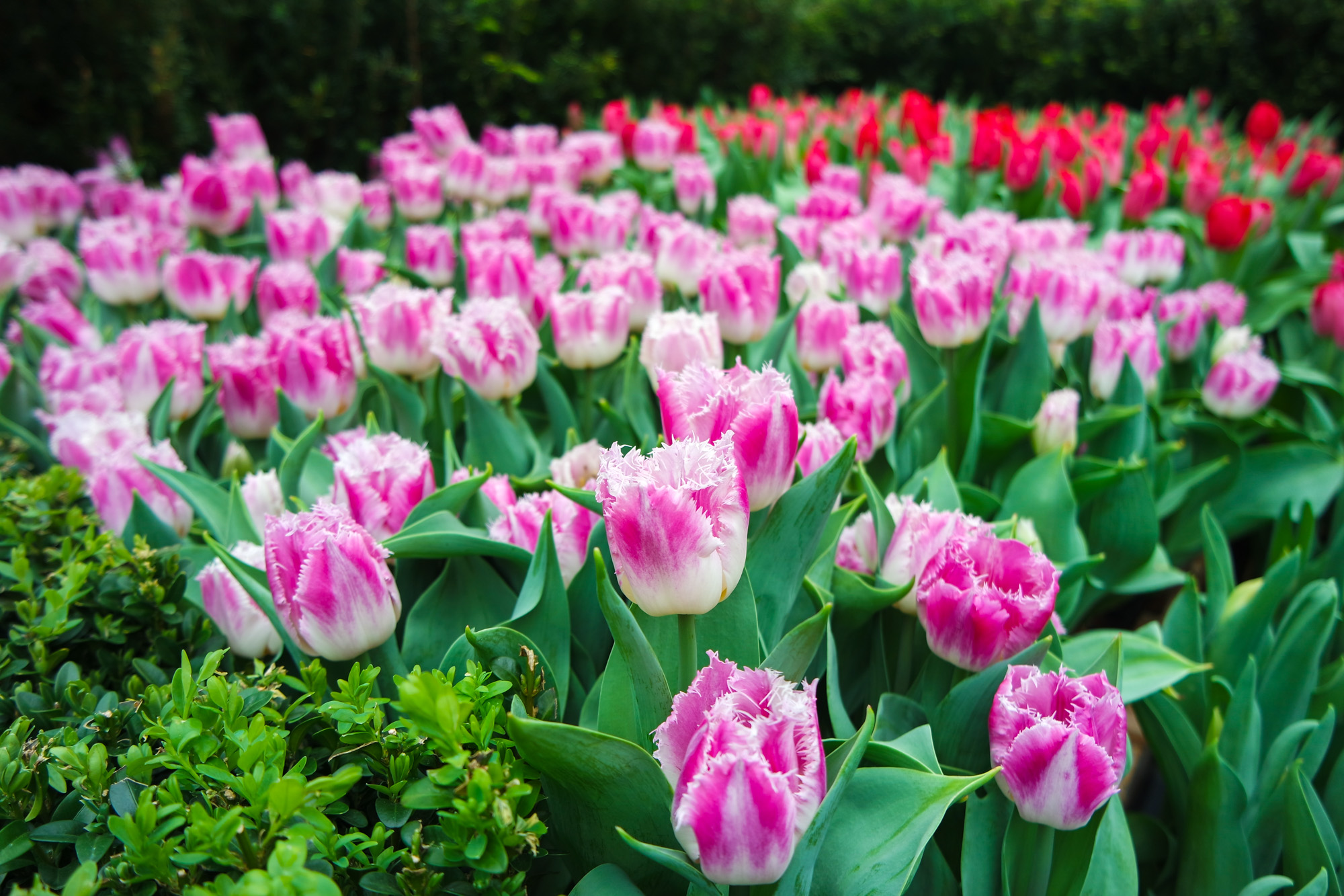 Tulipmania Rediscovered at Gardens by the Bay 