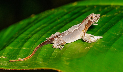 costarica reptile lizard alajuela squamata neotropical norops bijagua heliconiaslodge polycrotidae