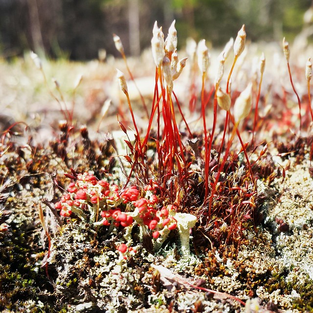 lichen and moss #GraniteGarden #iloveNH