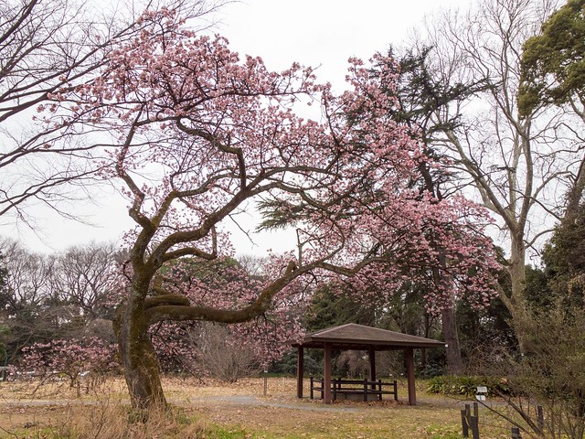 東京大学付属植物園_桜