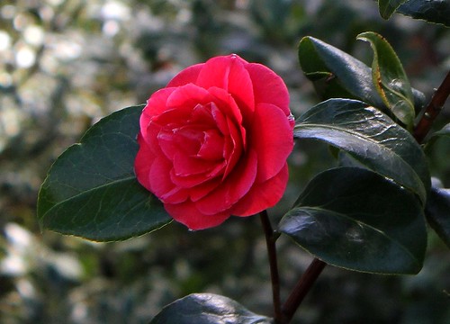 Camellia rouge