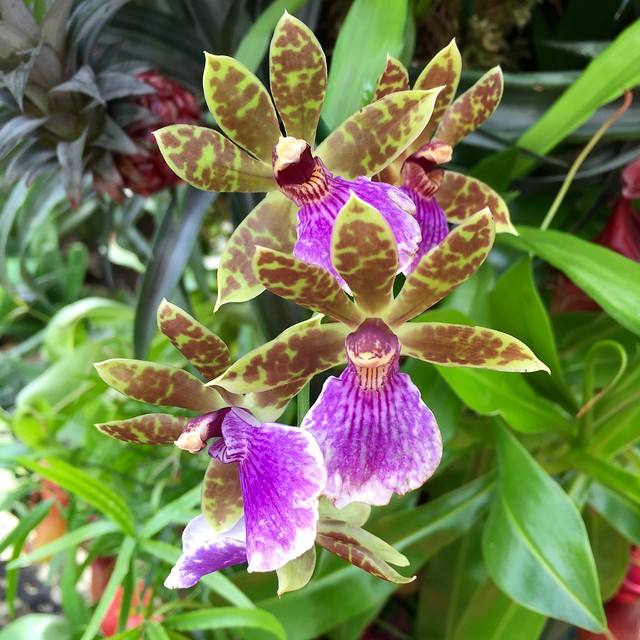Kew Gardens Orchids 2016