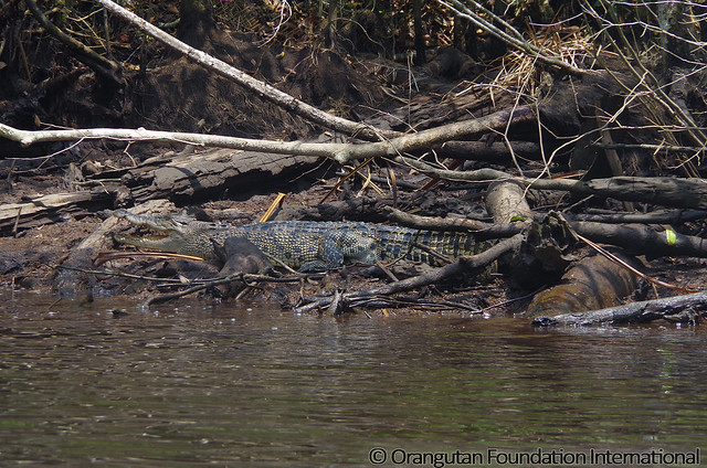 9 - Saltwater Crocodile (Crocodylus porosus)_wm