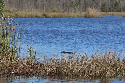 usa outdoor alabama alligator bayou