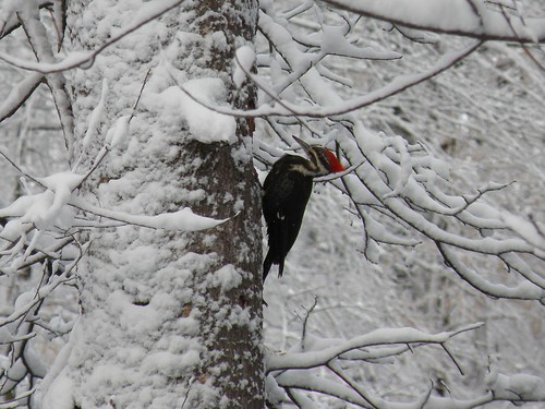 Pileated Woodpecker RRNC