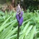 First bluebell of the year