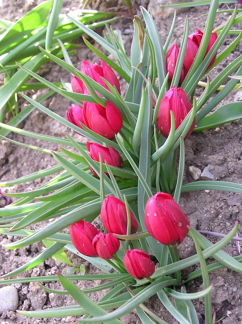 Tulips humilis 'Lilliput'