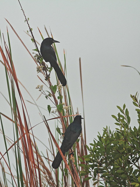 Boat-tailed Grackles in fog 2-20160109