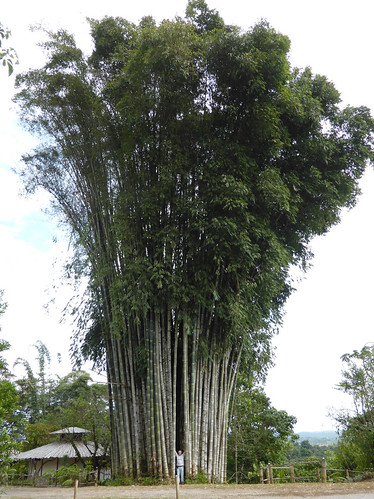 costarica poaceae bambusavulgaris bambusa