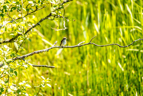branch levanger muscicapastriata spottedflycatcher birdtower flycatchers nordtrønderlag gråfluesnapper hammervatnet fugleturjuni2015