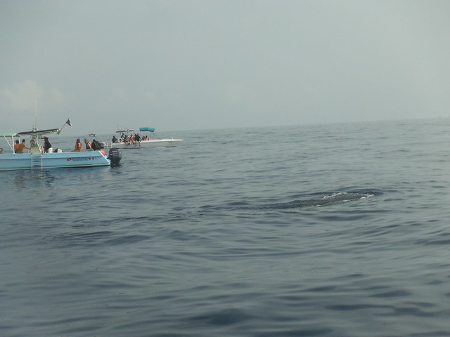 Excursión para ver el tiburón ballena.