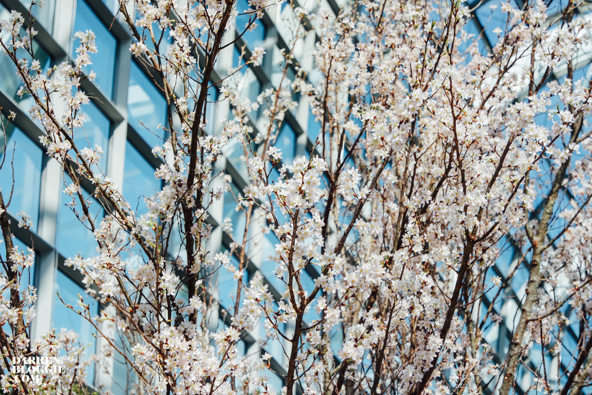 blossom-beats-sakura-cherry-gardensbythebay-3