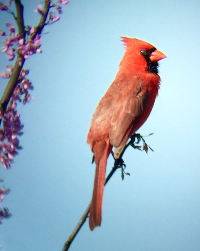 cardinalschochohlogankentucky