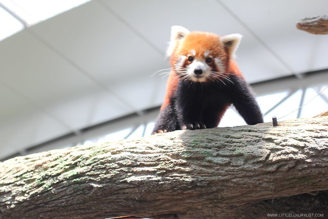 Singapore River Safari red panda