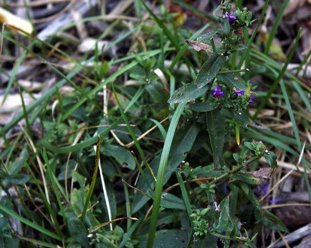 a few shriveled purple flowers, mostly leaves and grass