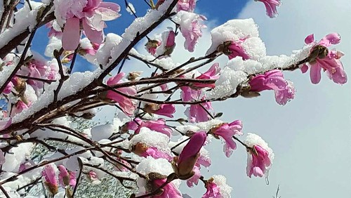 Snowy magnolia