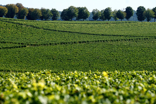 france landscape vineyard view frankrijk sancerre iman wijngaard heijboer imanh