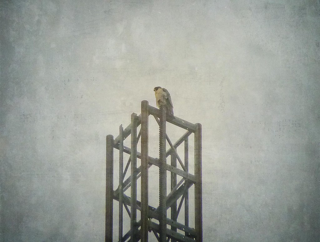 Peregrine falcon in the fog
