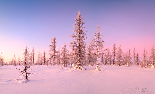 wood morning travel blue winter light sunset wild sky panorama sunlight white snow cold tree texture ice nature ecology beautiful field weather rural forest sunrise season landscape outdoors dawn evening countryside frozen cool woods frost day branch view russia outdoor snowy background north scenic free frosty scene wilderness northern blizzard larch spruce climate czdistagont2821
