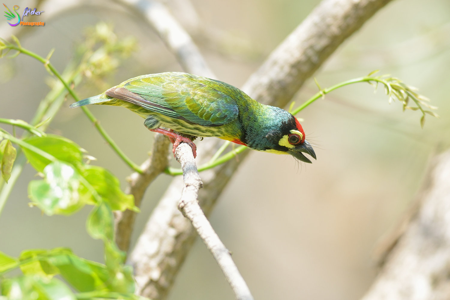 Coppersmith_Barbet_3114