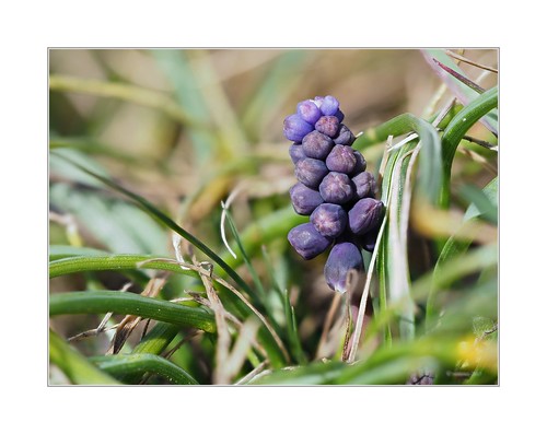 jahreszeiten frühling hyacinthaceae hyazinthengewächse