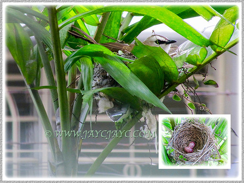 Pycnonotus goiavier loves nesting on Macarthur Palm at our backyard, Feb 1 2016