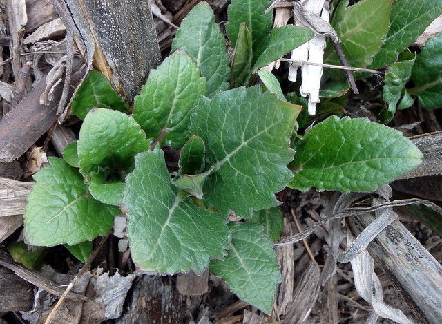 medium-green toothed leaves right at the ground