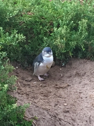 Pinguine auf Philipp Island