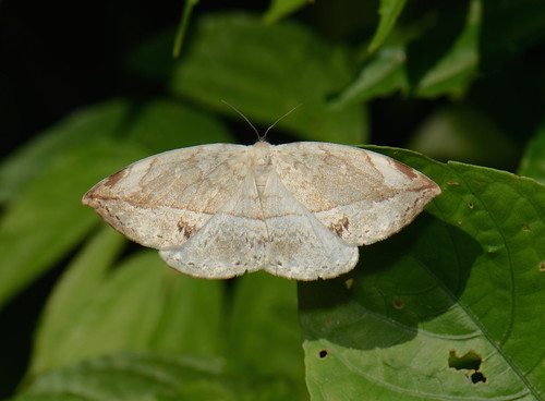 sumatra indonesia moth lepidoptera drepanidae gunungleuser ketambe taxonomy:order=lepidoptera geo:country=indonesia taxonomy:binomial=cyclidiajavana cyclidiajavana