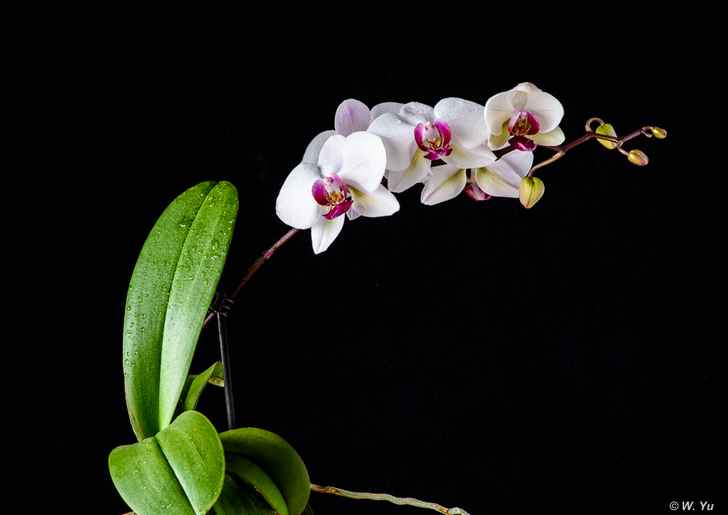 Orchids022016-1