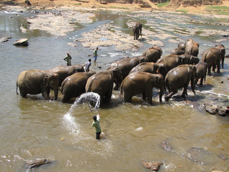 ca Pinnawela Elephants 06