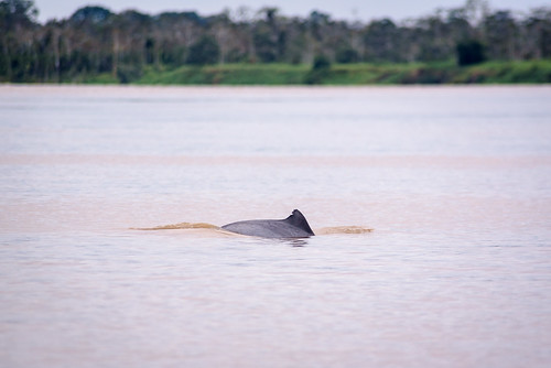 travel cruise vacation peru river amazon jungle pe loreto riverdolphin pacayasamirianationalreserve delfinii greydolphin