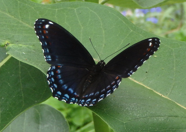 black butterfly with its wings open, with white, baby blue, and orange spots all along the edges of its wings, in the shade