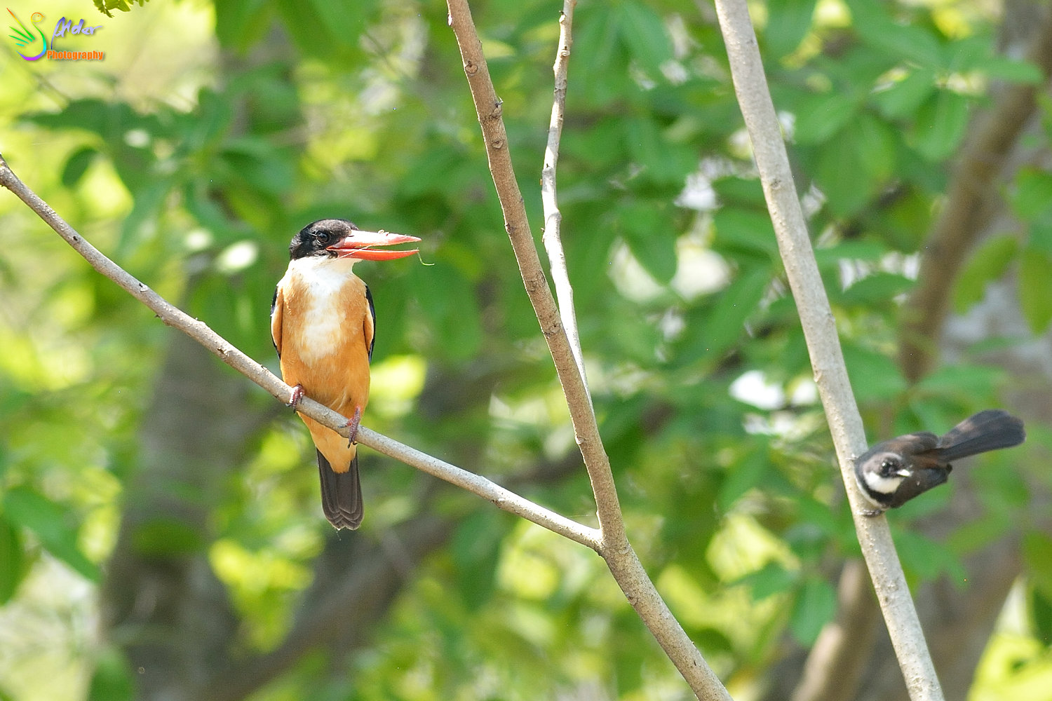 Black-capped_Kingfisher_9673