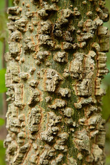 Warty bark
Simple, alternate leaves with coarsely toothed margins and gritty texture