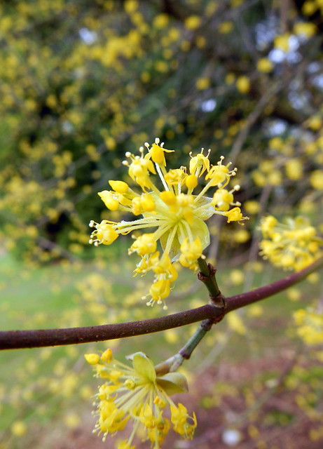the clusters of tiny yellow flowers on the Japanese Cornelian tree in February