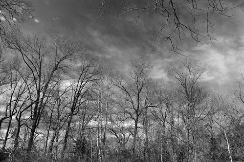 trees sky blackandwhite tree monochrome virginia outdoor