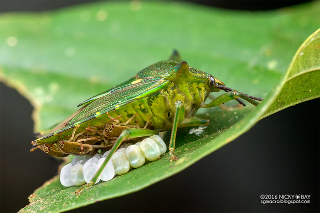 Giant shield bug (Lyramorpha sp.) - DSC_6663