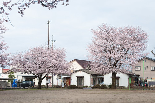 japan 桜 cherryblossom sakura さくら 栃木 tochigiken 泉公園 aramachi mookashi 真岡市